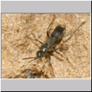 Dipogon subintermedius - Wegwespe 05d 7mm Sandgrube - beim Einbringen von Nestmaterial - Sand-Lehmklumpen.jpg
